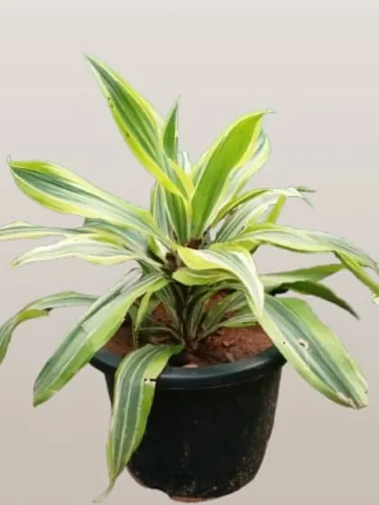 The Dracaena fragrans, or corn plant, is a great choice for indoor or shaded balcony spots. It's known for its air-purifying qualities and is very low-maintenance, making it perfect for busy people.