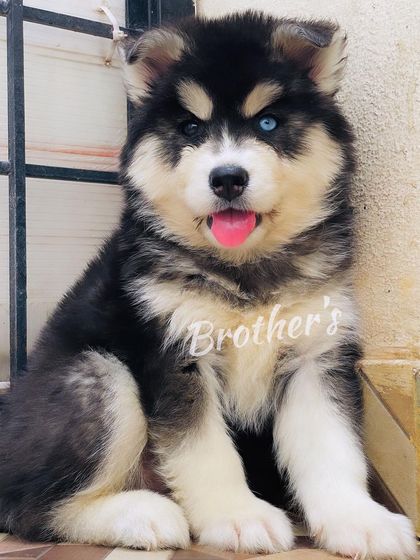 This female puppy has one blue eye and one brown eye, a feature known as bi-eyes, which I think looks amazing. She has a great coat and a curious, intelligent expression.