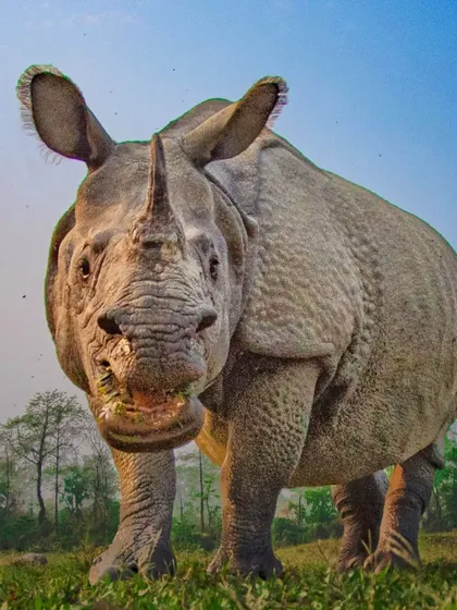 "Hello December." A cheerful-looking Indian Rhino from Assam. Their pre-historic appearance and gentle nature make them a favorite subject.