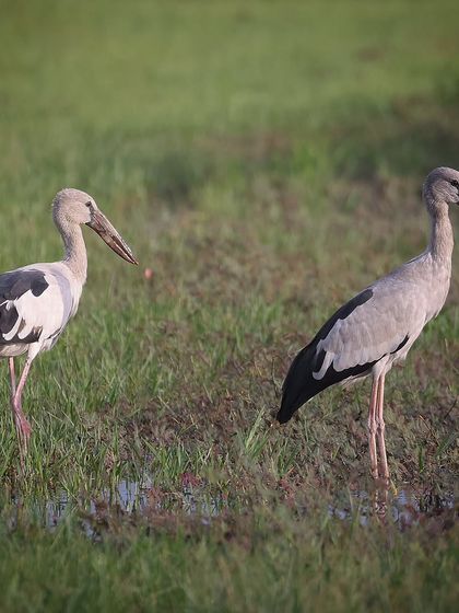 Waders, Ducks & Waterbirds photo 10