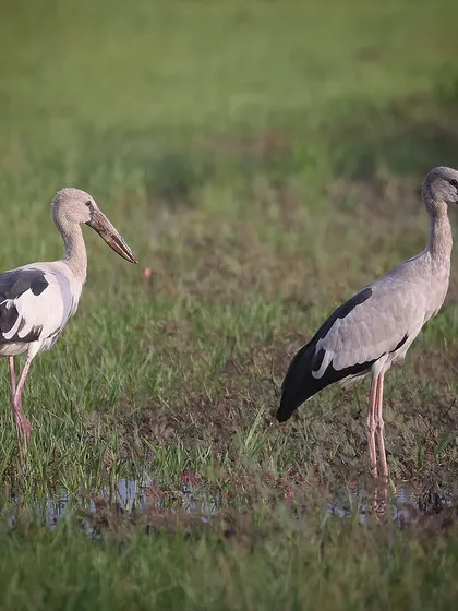A pair of Asian Openbills, a rare migrant to Singapore, grazing in the fields of Marina East Drive. This species may soon become a resident, as they have been seen almost daily since the last migratory season.