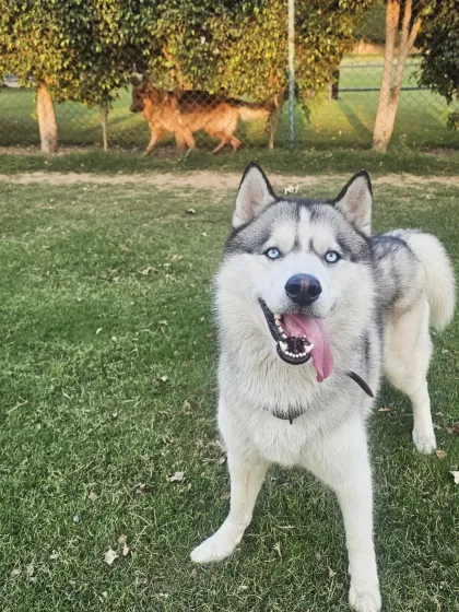 We welcome dogs of all shapes and sizes, from energetic Huskies to gentle giants. This is Buddy, enjoying the sunset on our farm. We understand the needs of different breeds and ensure every guest feels right at home.