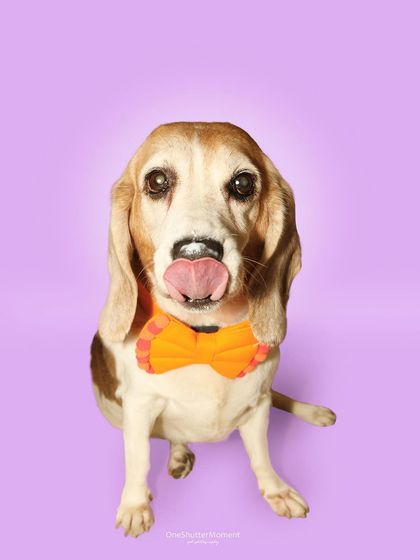 Priyanka - Themed & Special Occasion Pet Photography The Goofy & The Majestic: Studio Portraits photo 19