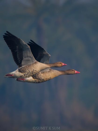 A pair of Greylag Geese in flight, their powerful wings beating in unison.