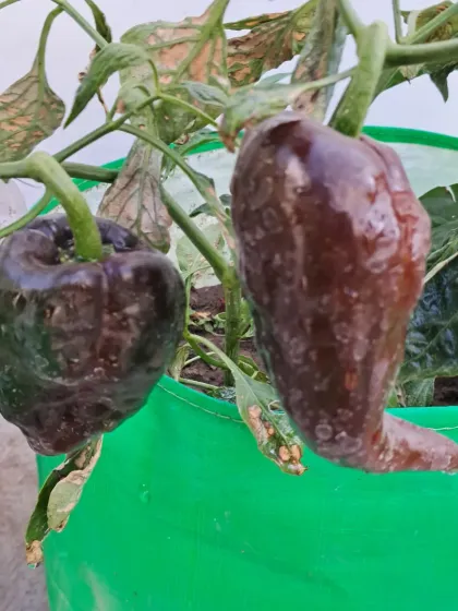 Bhardwaj - Urban Gardening Consultation Grow Your Own Organic Vegetables photo 30