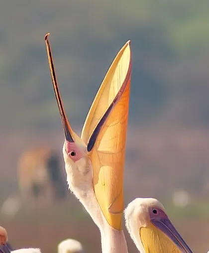 The Great White Pelican has one of the biggest yawns in the bird world. After a session of group fishing in Bharatpur, they relax and stretch their neck muscles, their yellow pouches fluttering like little flags in the wind.