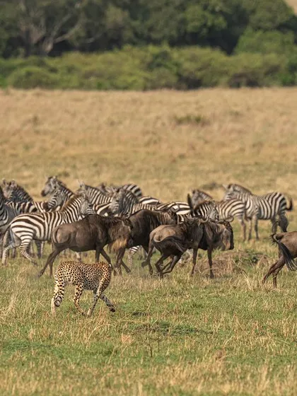 The cheetah singles out its target. My camera's tracking capabilities are essential here, allowing me to follow one animal amidst the chaos of the herd.