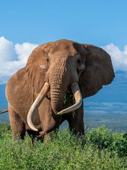 A majestic elephant captured by a guest on my Kenya tour. There's a calming, peaceful energy about these giants that always amazes me.