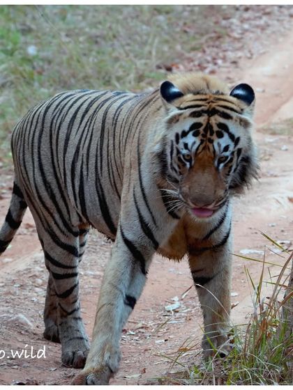 A young tiger on the move, its body language full of energy and curiosity. This one was walking along a path in the buffer zone, giving us a wonderful view of its beautiful striped coat.