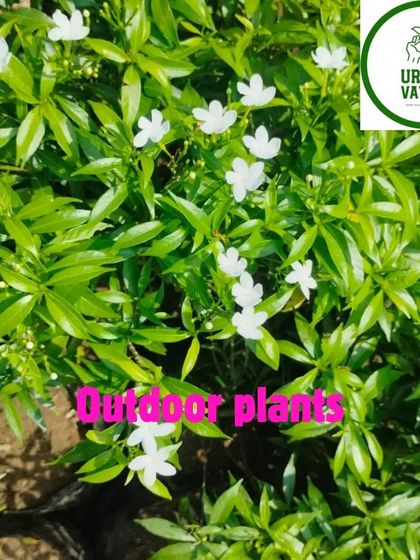 The beautiful Chandni plant, with its star-shaped white flowers.