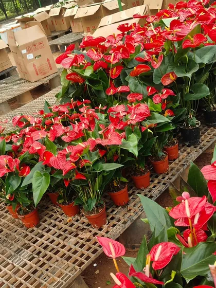 Look at the vibrant color of these Anthurium plants. They are one of my favorites for adding a splash of bright red to any room. These are healthy, blooming, and perfect for gifting or keeping as a cheerful indoor flowering plant.