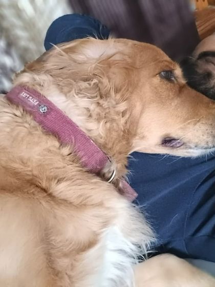 A quiet cuddle with a Golden Retriever. These moments of one-on-one affection are very important.