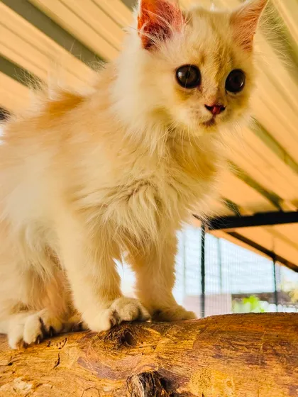 We have a special place for our feline friends too. This little guest is enjoying our cozy, cage-free cattery, a peaceful sanctuary designed just for them.