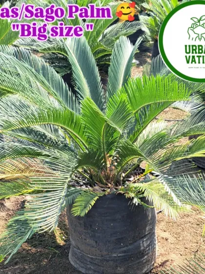 A big size Cycas, or Sago Palm, ready for landscaping.