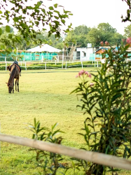 A tranquil scene of a horse grazing in the paddock, framed by lush greenery. This is the everyday beauty of my club.