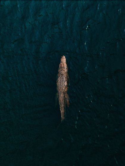 A duplicate of the stunning crocodile drone shot, perfect for showcasing in multiple relevant galleries.