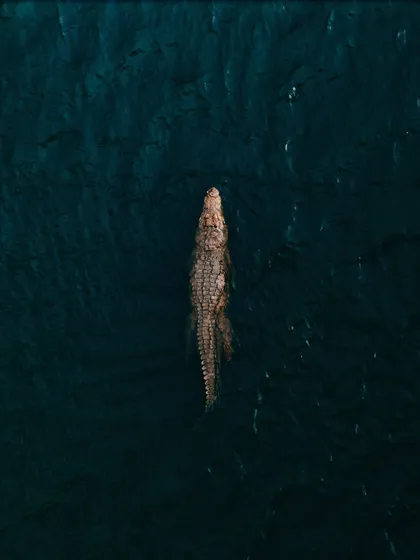 A duplicate of the stunning crocodile drone shot, perfect for showcasing in multiple relevant galleries.