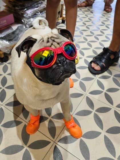 A full-body view of the monsoon-ready pug, showcasing how the dog goggles and rain boots create a complete, protective outfit for your pet during the rainy season.