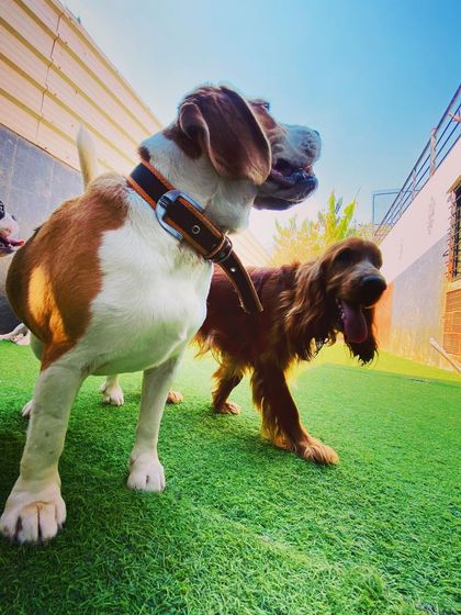 Becky's Bow Wow House - Dog Daycare Our Playground & Pack photo 44