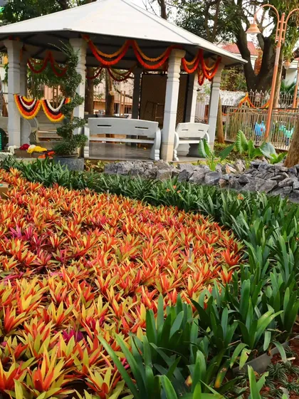 A slightly different angle of the park's garden bed, showing the density of the Bromeliad planting. Keeping these beds free of weeds and pests is a core part of my service.