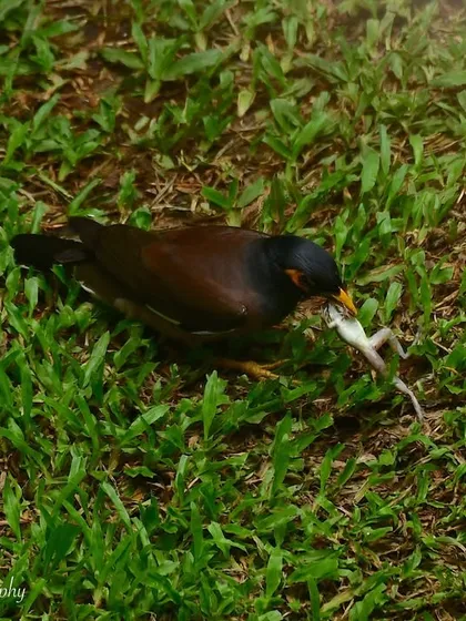 A surprising moment of predation as a Common Myna hunts a frog in Juhu. It's a raw and powerful reminder that nature is all around us, even in the city.