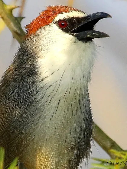 A Chestnut-capped Babbler calling out. Its red eye and chestnut cap are distinctive features. These birds are a great example of a species that is heard more easily than it is seen.