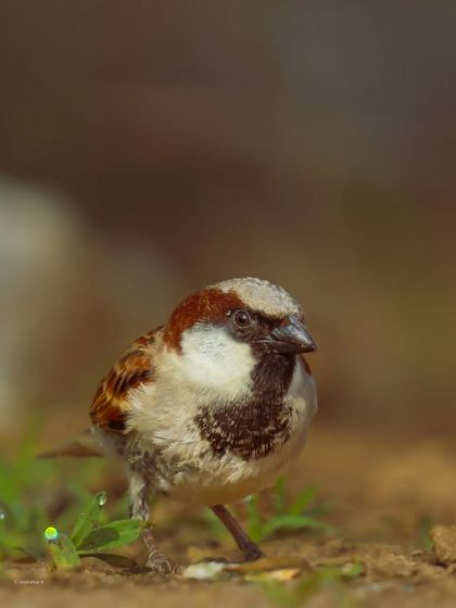 A House Sparrow on the ground, with dewdrops visible on the grass nearby. This humble bird is captured with a level of detail that reveals its subtle beauty.