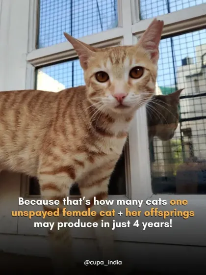 Cupa - Spay/Neuter & Animal Birth Control Our Cat Sterilization Program (TNR) photo 12