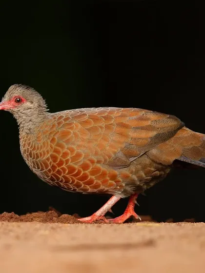 A Red Spurfowl against a dark background, the low-key lighting highlighting the rich, scaly pattern of its feathers.
