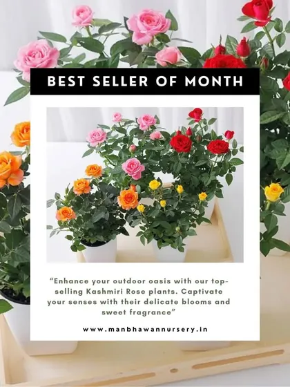 Meet our bestseller of the month, the stunning Kashmiri Rose. These plants bring a touch of elegance and a sweet, delicate fragrance to any outdoor space or sunny balcony. They are available in a variety of beautiful colors like red, pink, and orange.