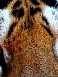 Wildlife Photography