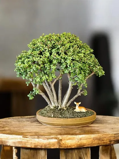 I often see my bonsai as miniature worlds. Placing this tiny deer beneath the canopy of a Jade forest bonsai brings that story to life, creating a scene of tranquility and harmony.