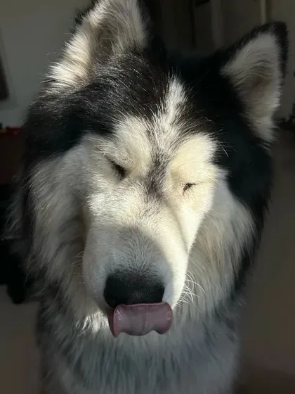 A sleepy, sun-drenched moment with Ceasar. This photo captures him mid-lick, looking completely relaxed and content. These are the peaceful moments we strive for.