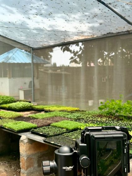 Our nursery tables filled with various seedlings during the monsoon season. The protective netting of our pods keeps the plants safe while allowing for natural ventilation.