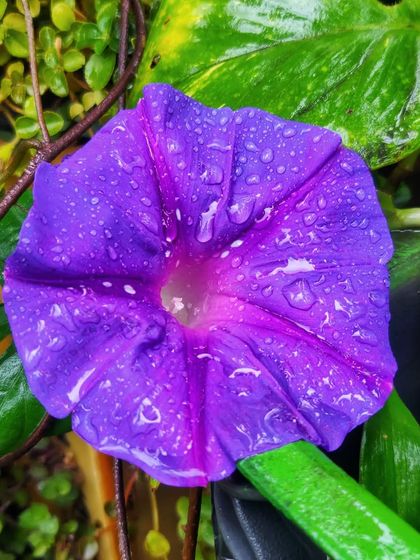 A repeat of the stunning purple morning glory with water droplets.