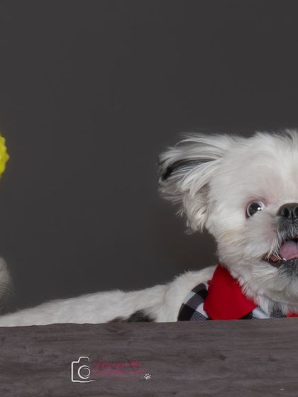 Action! Shiro the energetic Shih Tzu can't resist a ball, even in the studio. This shot captures his playful spirit in full flight.