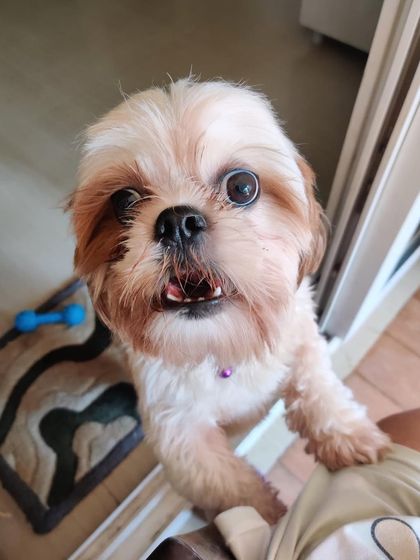 PL Paws - Dog Adoption Services Happy Tails: Our Adoptees in Their Forever Homes photo 118