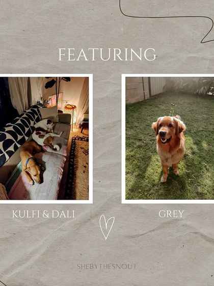 Aditi - In-Home Pet Sitting Press & Praise photo 4