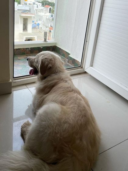 We Care Pet Creche - Home Dog Boarding A Home Away From Home photo 13