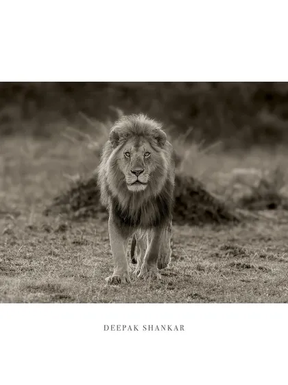 This gallery further explores the power of monochrome. Each image uses the absence of color to highlight different elements: the raw emotion of a hunt, the quiet dignity of a portrait, or the dramatic textures of the wild.