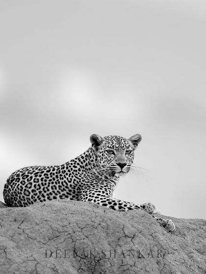 This is Faulu, a beautiful leopard, captured in a moment of quiet elegance. The monochrome tones and minimalist composition make this a timeless and artistic portrait.