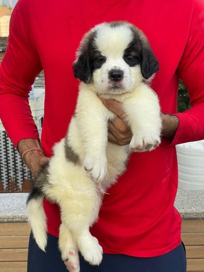 Another one of our available Saint Bernard male puppies. He has perfect markings and a solid, chunky body, ready to join a family that loves big dogs.