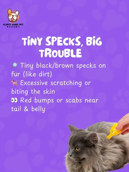 We haven't forgotten our feline friends. Regular grooming for cats is essential for their health, and we are equipped to provide services like flea and tick prevention. We help you spot the early signs of trouble to keep your cat healthy.