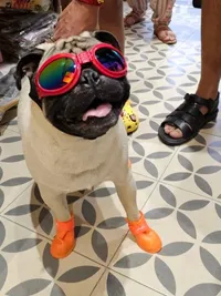 Pet Supplies