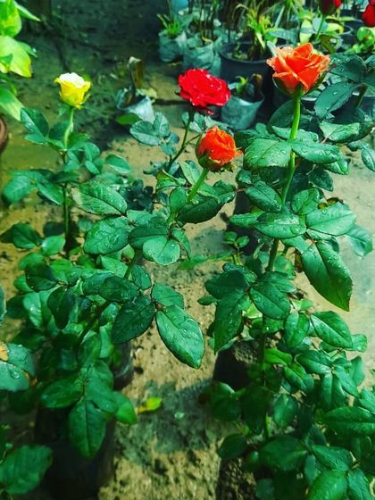 We have a lovely collection of English Roses, including these hybrid varieties in red, yellow, and orange. Their beautiful blooms and fragrance are a wonderful addition to any garden.