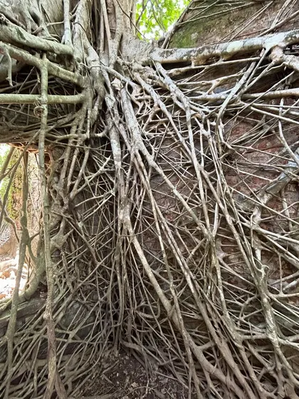 A close-up of the intricate network of roots covering the walls of a ruin. It looks like a piece of natural art.