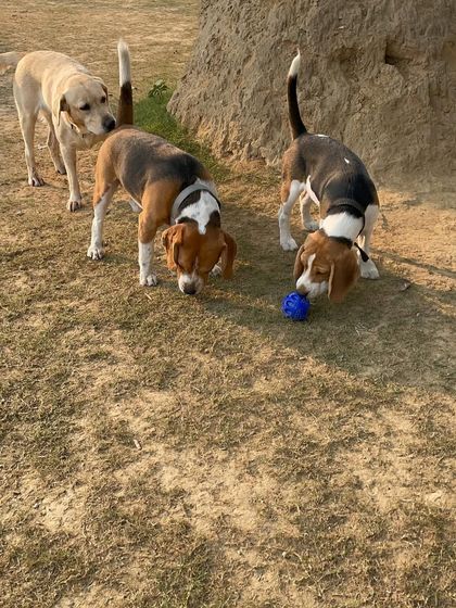 These Beagles are more interested in sniffing each other and a new toy than anything else. It's all part of the discovery and fun.