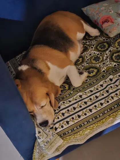 This is what true relaxation looks like. At my home, your dog’s comfort is the top priority, which means they are welcome on the furniture, just like they would be with you. This beagle is enjoying a peaceful nap on the couch.