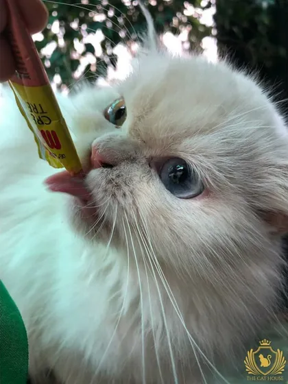We believe in spoiling our guests. This beautiful cat is enjoying a delicious lickable cat treat, one of the many ways we make sure they feel pampered and loved during their stay.
