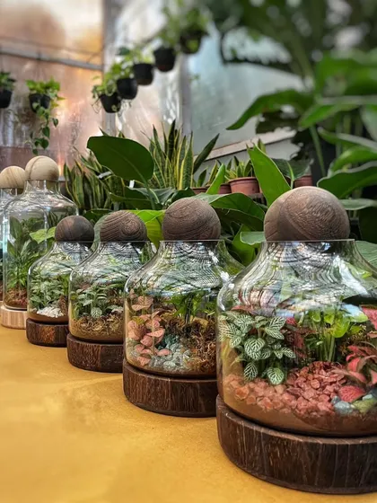 A row of our beautiful terrariums ready for a corporate gifting order. Each one is a small piece of nature, making for an elegant, thoughtful, and timeless gift for any occasion.